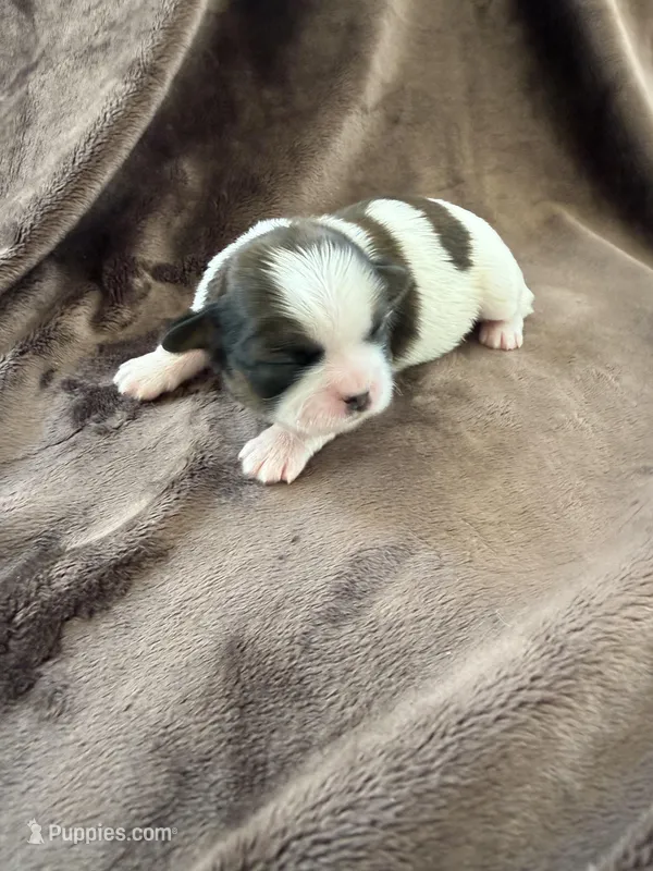 Bentley Akc  Champion Bloodline  – Shih Tzu puppy for sale in Long Beach, CA