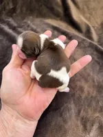 Bentley Akc  Champion Bloodline , a male Shih Tzu for sale in Long Beach, CA – Photo 3 of 4