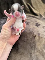 Bentley Akc  Champion Bloodline , a male Shih Tzu for sale in Long Beach, CA – Photo 4 of 4