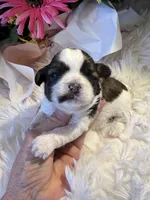 Akc honey 🍯 , a female Shih Tzu for sale in Long Beach, CA – 8 of 8