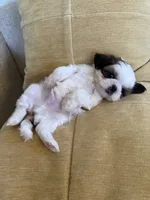 Bentley Akc  Champion Bloodline , a male Shih Tzu for sale in Long Beach, CA – 4 of 7