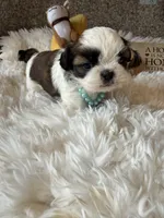 Bentley  AKC 🏆, a male Shih Tzu for sale in Long Beach, CA – 4 of 9