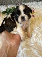 Akc Bonnie Champion 🏆, a female Shih Tzu for sale in Long Beach, CA – 3 of 8