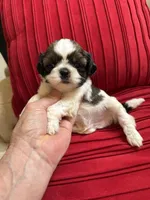 Churro #1 Akc , a male Shih Tzu for sale in Long Beach, CA – 9 of 9