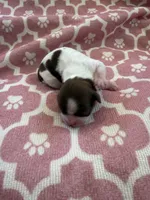 Princess Akc 🏆, a female Shih Tzu for sale in Long Beach, CA – Photo 8 of 10