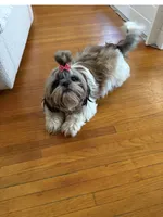 Princess Akc 🏆, a female Shih Tzu for sale in Long Beach, CA – Photo 2 of 10