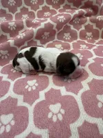 Princess Akc 🏆, a female Shih Tzu for sale in Long Beach, CA – Photo 10 of 10