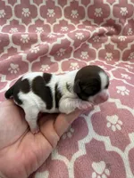 Princess Akc 🏆, a female Shih Tzu for sale in Long Beach, CA – Photo 7 of 10