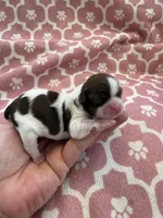 Princess Akc 🏆, a female Shih Tzu for sale in Long Beach, CA – Photo 6 of 10