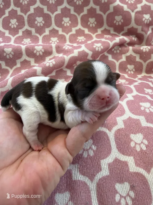 Princess Akc 🏆 – Shih Tzu puppy for sale in Long Beach, CA