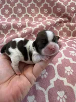 Princess Akc 🏆, a female Shih Tzu for sale in Long Beach, CA – Photo 1 of 10