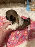 AKC Minnie - Champion Bloodline🏆, a female Shih Tzu for sale in Long Beach, CA – 8 of 9