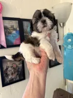 Bella AKC Champion 🏆, a female Shih Tzu for sale in Long Beach, CA – 7 of 9