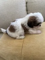 Male#3 Champion 🏆, a male Shih Tzu for sale in Long Beach, CA – 2 of 4