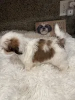 Biscuit Akc Champion 🏆, a male Shih Tzu for sale in Long Beach, CA – 5 of 9
