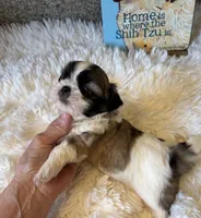 Walter - AKC Champion Bloodline, a male Shih Tzu for sale in Long Beach, CA – 4 of 7