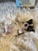 Walter - AKC Champion Bloodline, a male Shih Tzu for sale in Long Beach, CA – 7 of 7