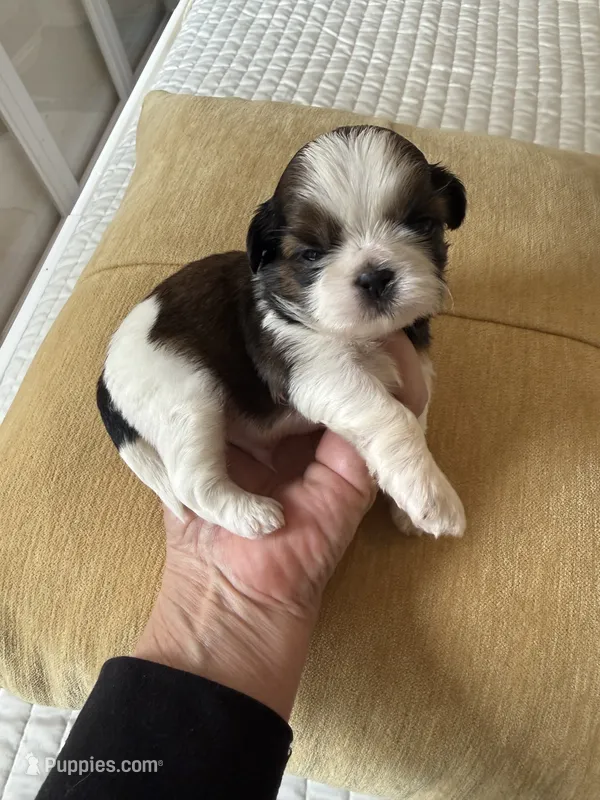 Male #1 Akc  – Shih Tzu puppy for sale in Long Beach, CA