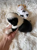 Akc Moo Moo champion 🏆, a male Shih Tzu for sale in Long Beach, CA – 2 of 9