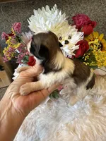 AKC Daisy  Champion Bloodline, a female Shih Tzu for sale in Long Beach, CA – 3 of 5