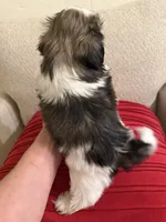 Leonard - AKC Cham..., a male Shih Tzu for sale in Long Beach, CA – 3 of 6