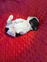Akc Princess 🏆, a female Shih Tzu for sale in Long Beach, CA – 8 of 8