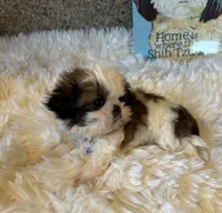 Maverick AKC champion🏆, a male Shih Tzu for sale in Long Beach, CA – 2 of 10