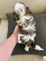 Male#1 champion, a male Shih Tzu for sale in Long Beach, CA – 2 of 4