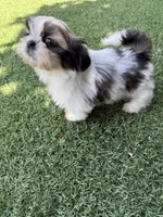 Akc princess champion Bloodline , a female Shih Tzu for sale in Long Beach, CA – Photo 3 of 6