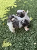 Akc princess champion Bloodline , a female Shih Tzu for sale in Long Beach, CA – Photo 5 of 6