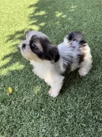 Akc princess champion Bloodline , a female Shih Tzu for sale in Long Beach, CA – Photo 1 of 6