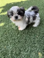 Akc princess champion Bloodline , a female Shih Tzu for sale in Long Beach, CA – Photo 4 of 6