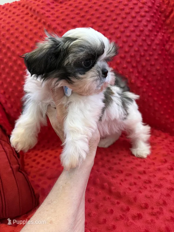 Akc princess champion Bloodline  – Shih Tzu puppy for sale in Long Beach, CA