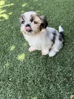 Akc princess champion Bloodline , a female Shih Tzu for sale in Long Beach, CA – Photo 6 of 6
