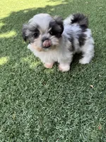 Akc princess champion Bloodline , a female Shih Tzu for sale in Long Beach, CA – Photo 2 of 6