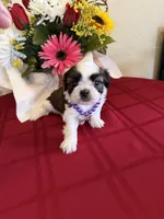 Bandit- AKC Champion 🏆, a male Shih Tzu for sale in Long Beach, CA – 3 of 6