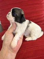 Akc Nacho Champion 🏆, a male Shih Tzu for sale in Long Beach, CA – 2 of 7