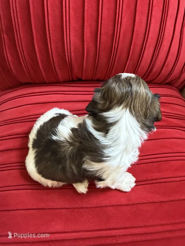 Male #1 Akc  – Shih Tzu puppy for sale in Long Beach, CA