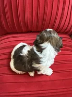 Churro #1 Akc , a male Shih Tzu for sale in Long Beach, CA – 1 of 9