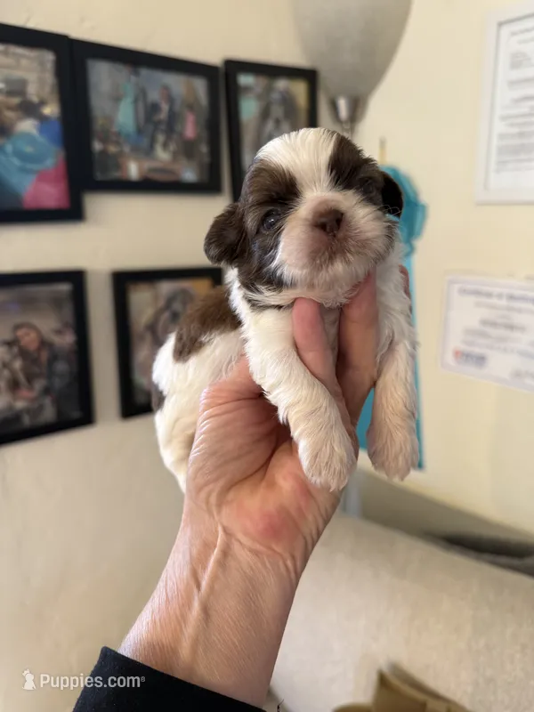 Male #2 Akc 🏆 – Shih Tzu puppy for sale in Long Beach, CA