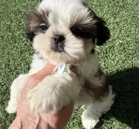 Akc, a male Shih Tzu for sale in Long Beach, CA – 4 of 8