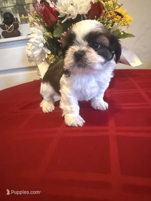 Bandit- AKC Champion 🏆 – Shih Tzu puppy for sale in Long Beach, CA