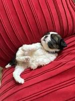 Churro #1 Akc , a male Shih Tzu for sale in Long Beach, CA – 6 of 9