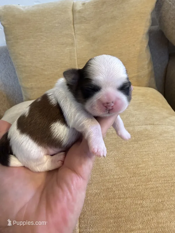 Akc  Meatball Champion 🏆 – Shih Tzu puppy for sale in Long Beach, CA