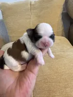 Akc  Meatball Champion 🏆, a male Shih Tzu for sale in Long Beach, CA – 1 of 8