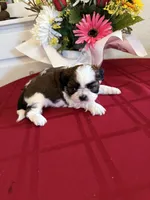 Bandit- AKC Champion 🏆, a male Shih Tzu for sale in Long Beach, CA – 5 of 6