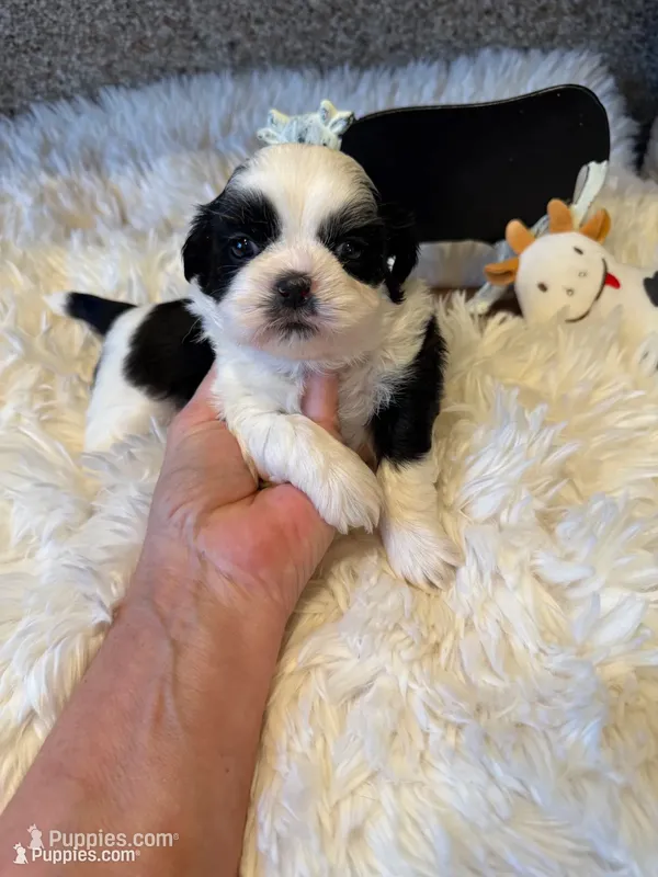 Akc Moo Moo champion 🏆 – Shih Tzu puppy for sale in Long Beach, CA