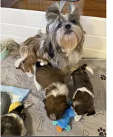 Male #3 AKC 🏆, a male Shih Tzu for sale in Long Beach, CA – 5 of 8