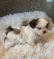 Honey  Akc  Champion Bloodline , a female Shih Tzu for sale in Long Beach, CA – 7 of 8