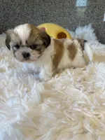 Golden Nugget Akc Champion Bloodline, a male Shih Tzu for sale in Long Beach, CA – 6 of 8